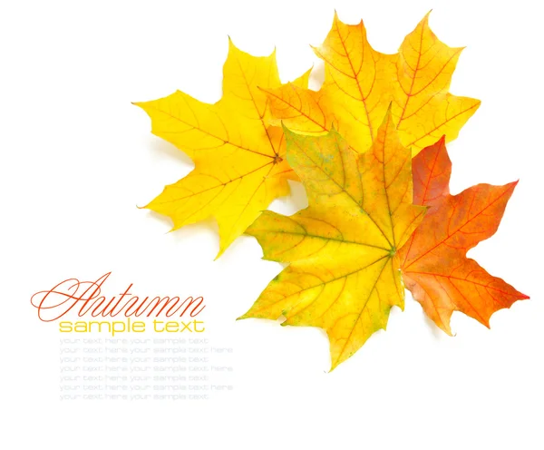 Autumn maple leaves isolated on white background — Stock Photo, Image