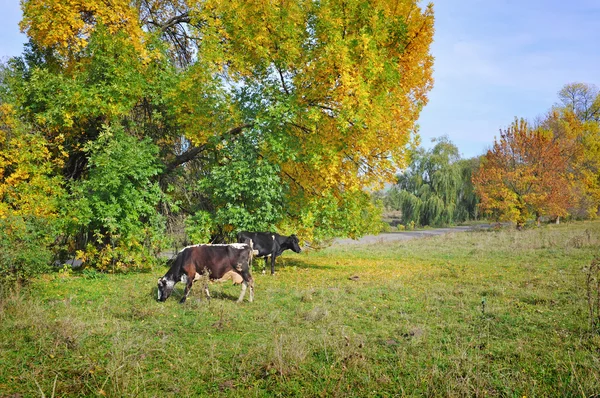 Mooie herfst landschap met koeien — Stockfoto