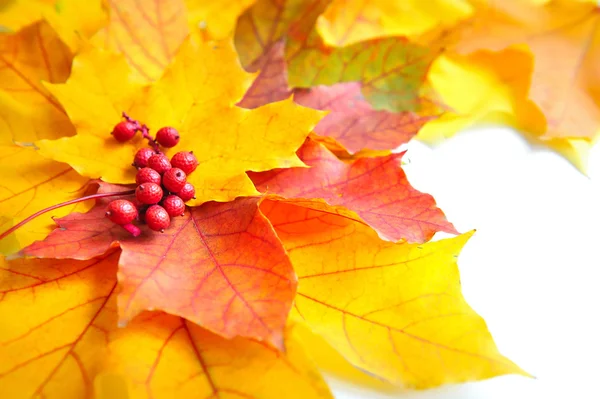 Outono folhas de bordo e bagas vermelhas no fundo branco — Fotografia de Stock