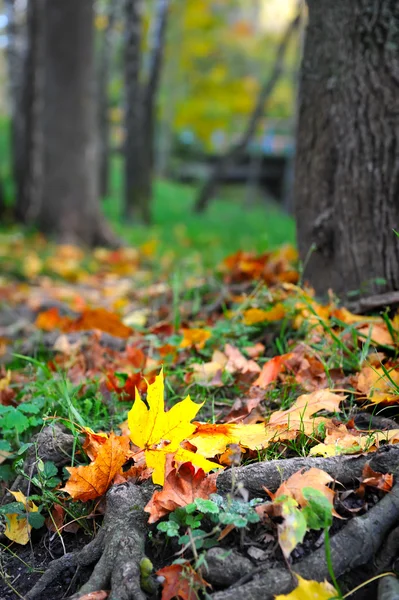 Hojas de otoño en el bosque — Foto de Stock