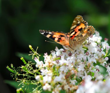Painted Lady kelebeği (vanessa cardui) beyaz çiçekler