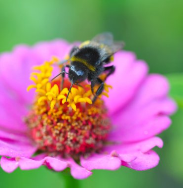 nektar ve polen toplama Bumble-arı (bombus terrestris)