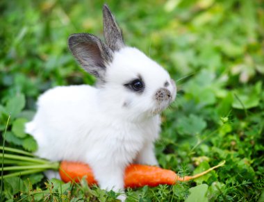 komik bebek beyaz tavşan bir carrot çim ile