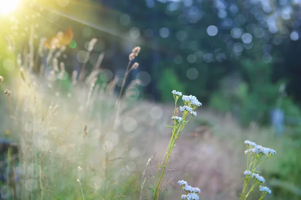 Grass under the morning sunlight — Stock Photo, Image