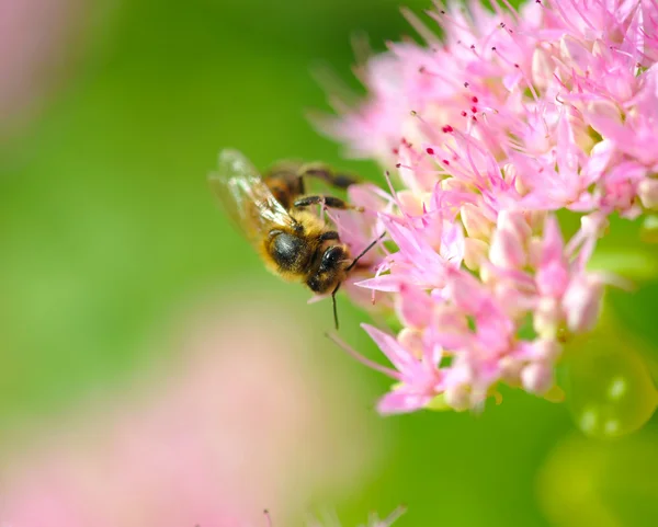 Bijen op een roze bloem — Stockfoto