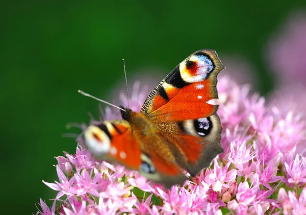 Pavo real europeo (Inachis-io) mariposa sobre una flor rosa — Foto de Stock