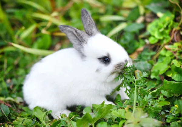 Funny dítě Bílý králík v trávě — Stock fotografie