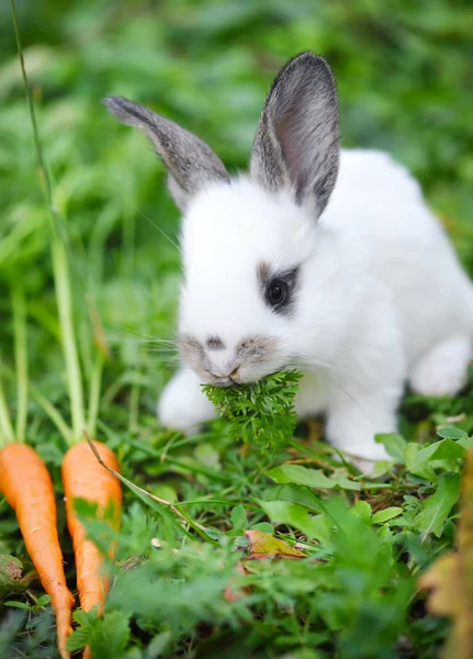 Funny dítě Bílý králík s mrkví v trávě — Stock fotografie