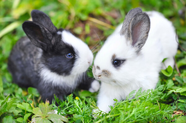 Funny baby rabbits in grass