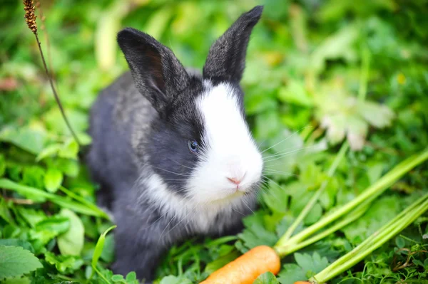 Funny baby rabbit with a carrot in grass — Stock Photo, Image