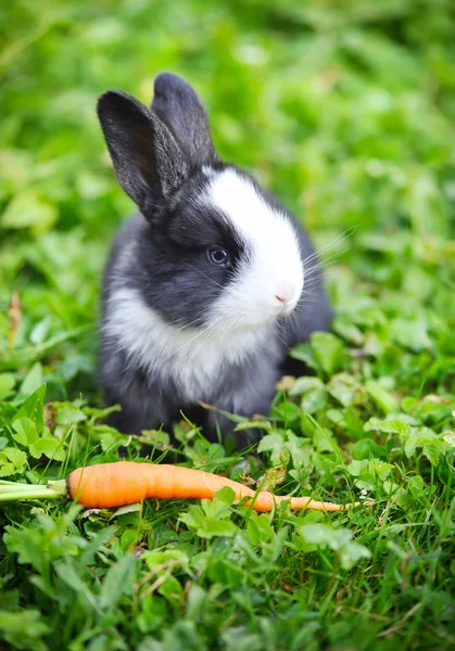 Funny baby rabbit with a carrot in grass — Stock Photo, Image