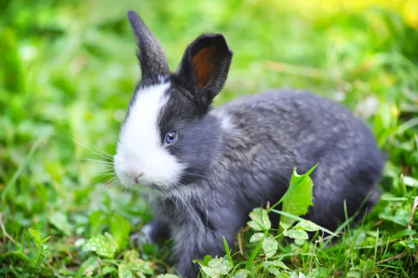 Funny baby rabbit in grass — Stock Photo, Image