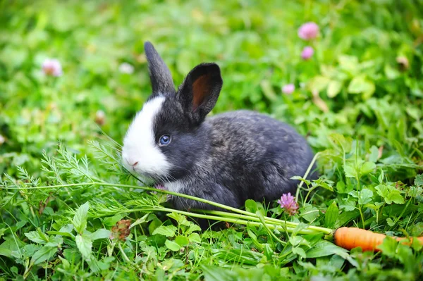 Conejo bebé divertido con una zanahoria en la hierba — Foto de Stock