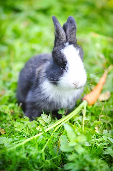 Funny baby rabbit with a carrot in grass — Stock Photo, Image