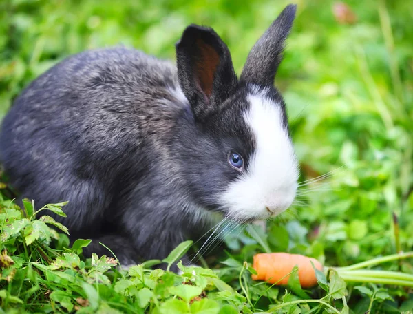 Funny baby rabbit with a carrot in grass — Stock Photo, Image