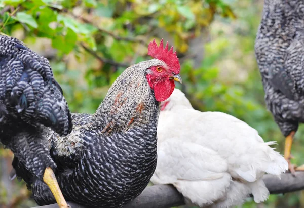 Haan en kippen — Stockfoto