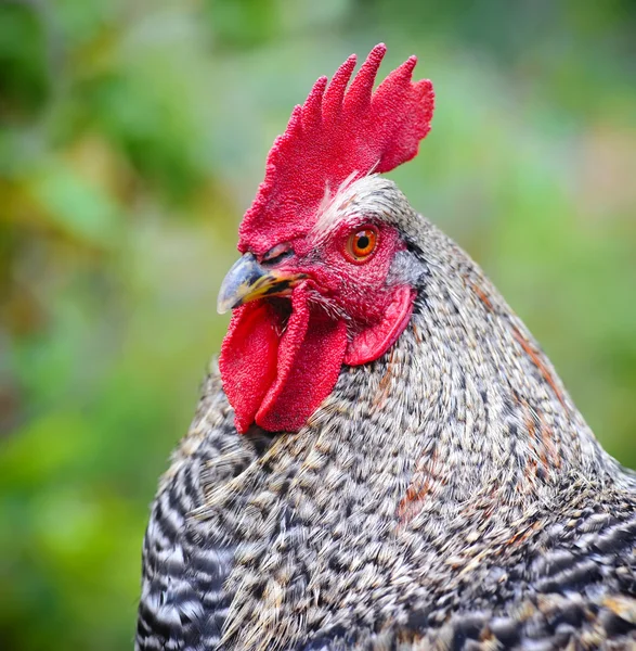 Young Rooster portrait on nature background — Stock Photo, Image