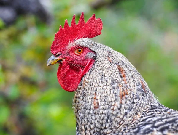 Young Rooster portrait on nature background — Stock Photo, Image