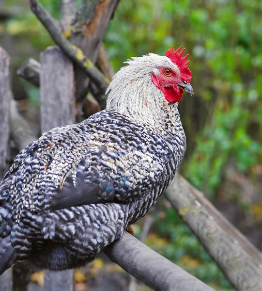 Young Rooster on nature background — Stock Photo, Image