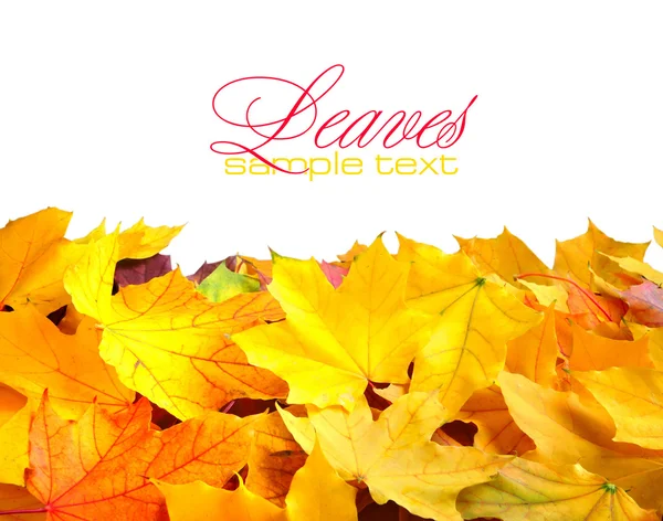 Quadro de fronteira de folhas de outono coloridas isoladas em branco — Fotografia de Stock
