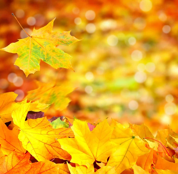 Autumn background with maple leaves. With copy space — Stock Photo, Image