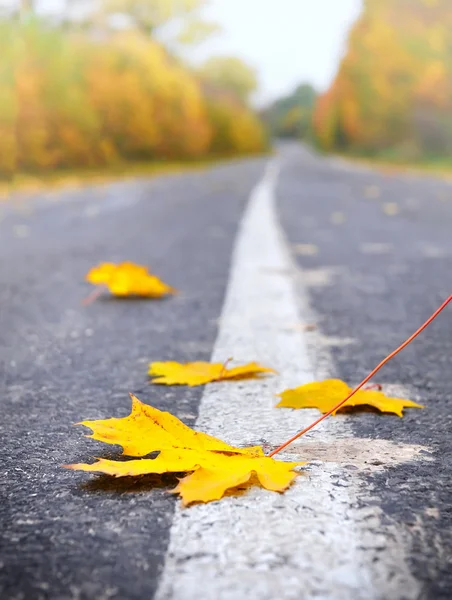 Желтая сухая листва на дороге — стоковое фото