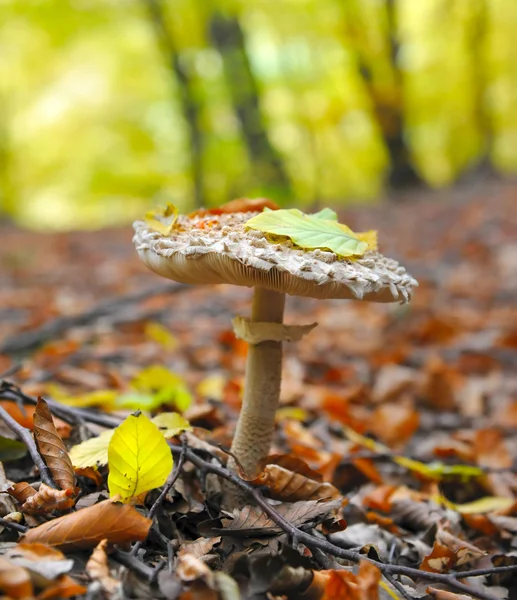 到秋天的森林里的蘑菇伞 (macrolepiota) — 图库照片