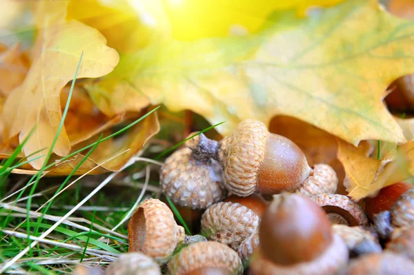 Bruine eikels op herfstbladeren, close-up — Stockfoto