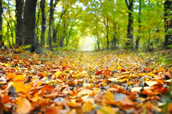 Close-up of fallen leaves on a road through forest — Stock Photo, Image