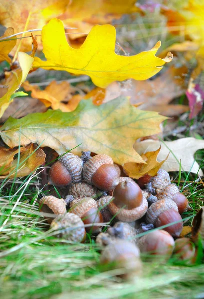 Bolotas marrons em folhas de outono, perto — Fotografia de Stock