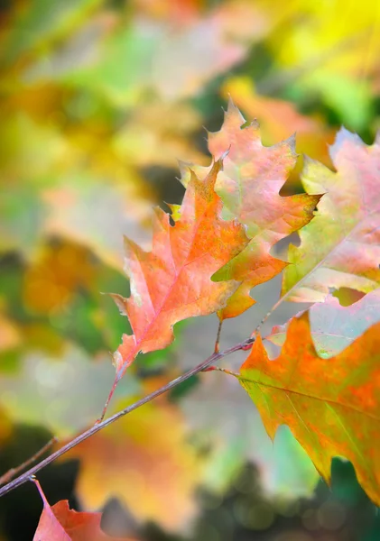 Autumn leaves of red oak — Stock Photo, Image
