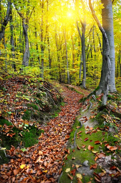 Foresta autunnale — Foto Stock