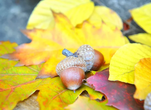 Bruine eikels op herfstbladeren, close-up — Stockfoto