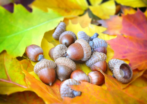 Acorns on colorful autumn foliage — Stock Photo, Image