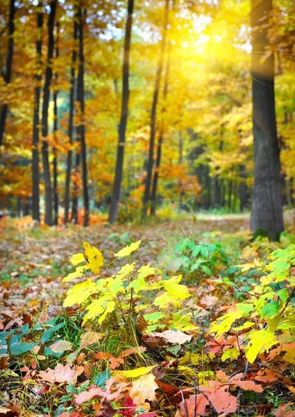 Forêt d'automne — Photo