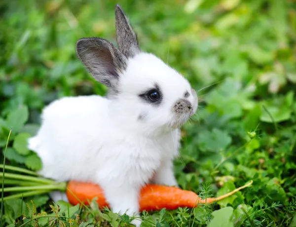Funny baby vit kanin med en morot i gräs Royaltyfria Stockbilder