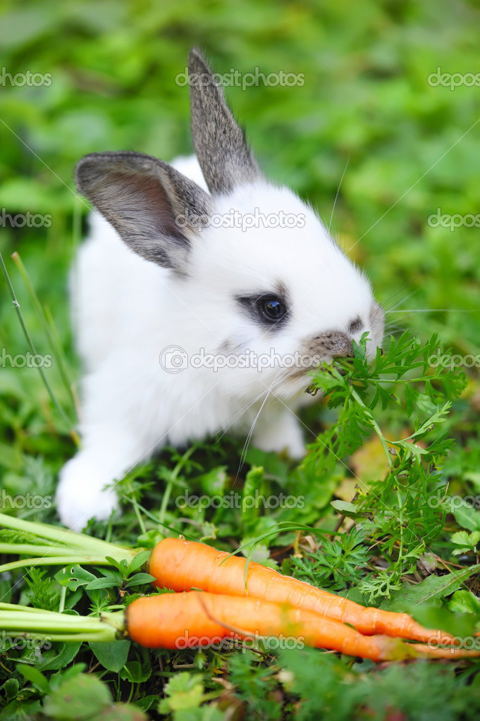 Bebe Lapin Blanc Drole Avec Une Carotte Dans L Herbe Image Libre De Droit Par Nataliiamelnyc C