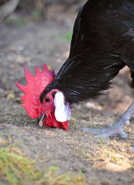 zwarte haan besluipt graan
