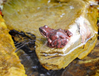 yaygın kahverengi Kurbağa (rana temporaria)