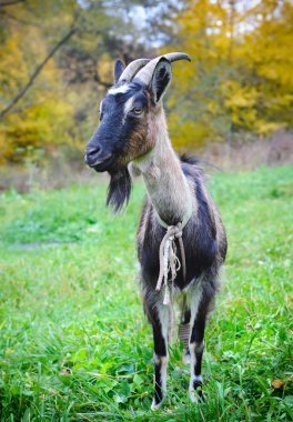 keçi bir mera üzerinde olduğunu