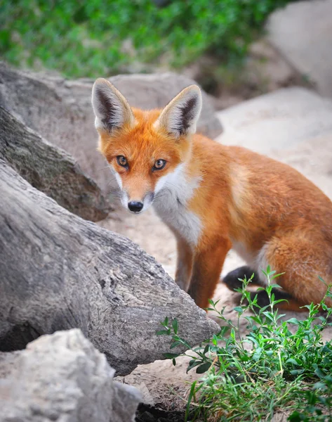 Red Fox Cub — Stock Photo, Image