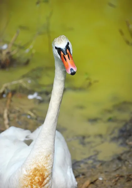 Portrait of funny swan — Stock Photo, Image