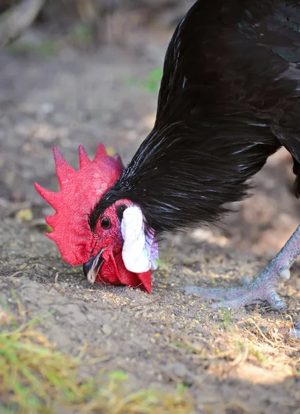 Schwarzer Hahn pickt Getreide — Stockfoto