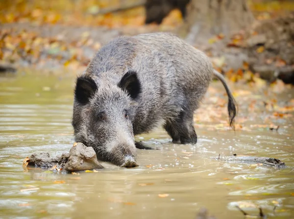 Wild boar in autumn forest — Stock Photo, Image