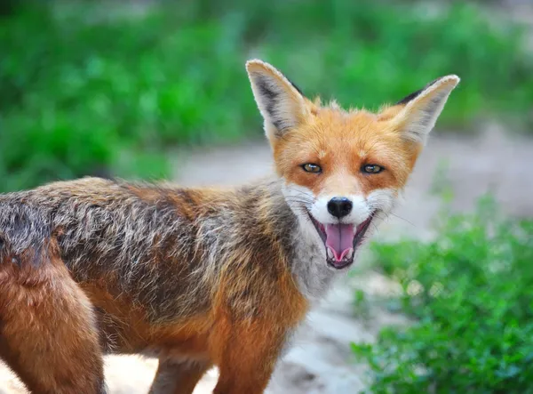 Red Fox Cub в траве. Животное улыбается. — стоковое фото