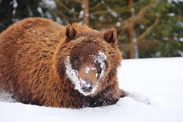 Wild brown bear in winter forest — Stock Photo, Image