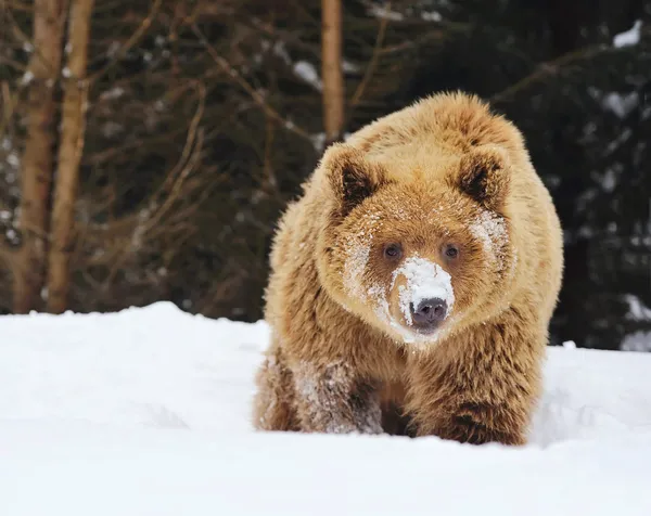 Orso bruno selvatico nella foresta invernale — Foto Stock