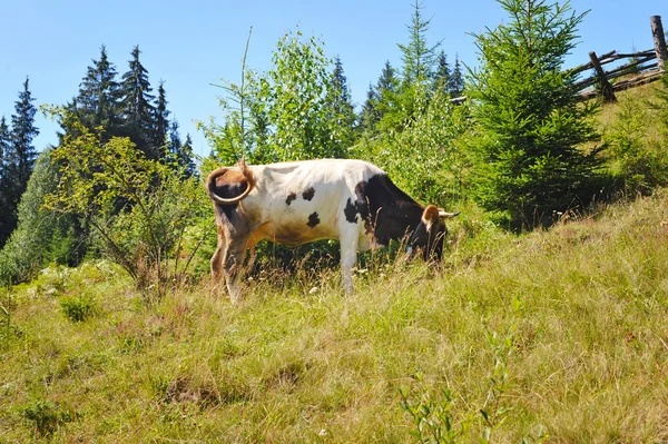 Een koe is op een berg weiland — Stockfoto