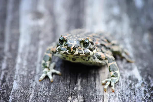 Зеленая лягушка (Bufo viridis) на старой деревянной скамейке — стоковое фото