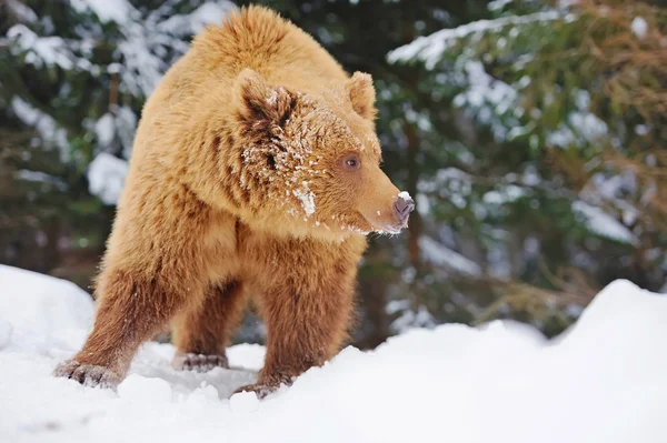 Urso castanho selvagem na floresta de inverno — Fotografia de Stock